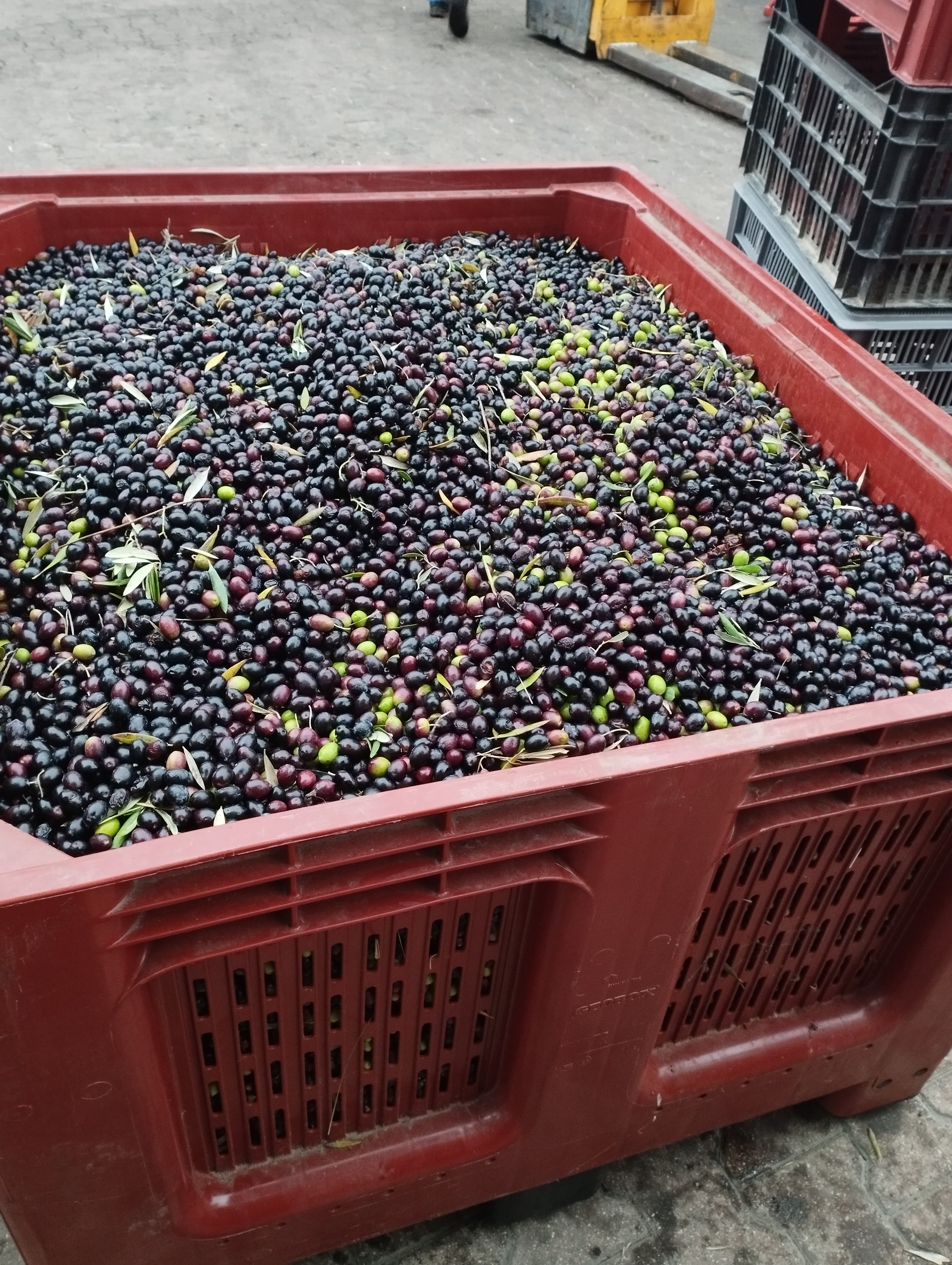 2022, première récolte&nbsp;d&rsquo;olives!